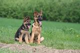 BERGER ALLEMAND 1427